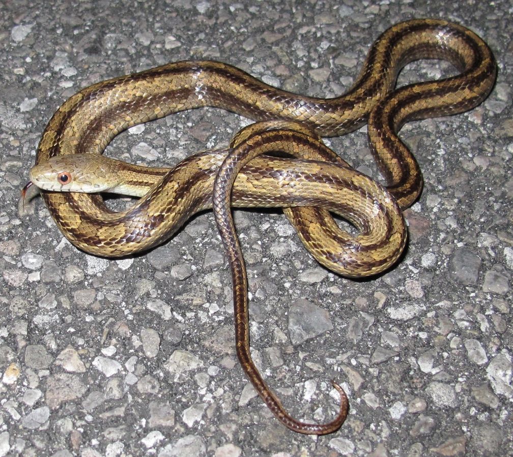 List 104+ Pictures White Snake With Brown Stripe In North Texas Completed