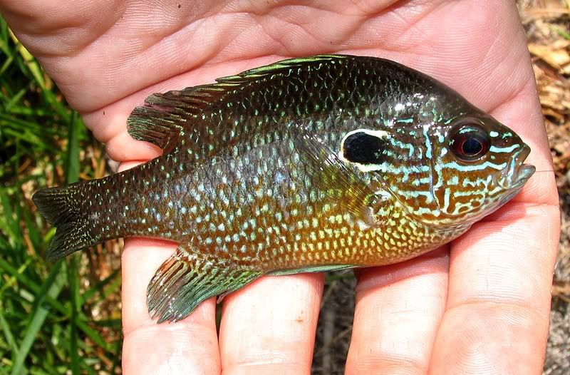 Dollar Sunfish