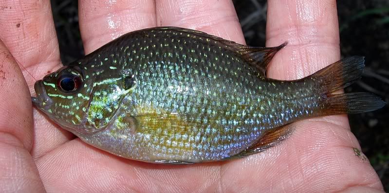 Dollar Sunfish - Blackwater Drainage, Baldwin County, AL