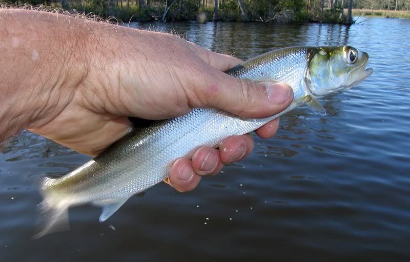 Ladyfish Pictures, Images & Photos Photobucket