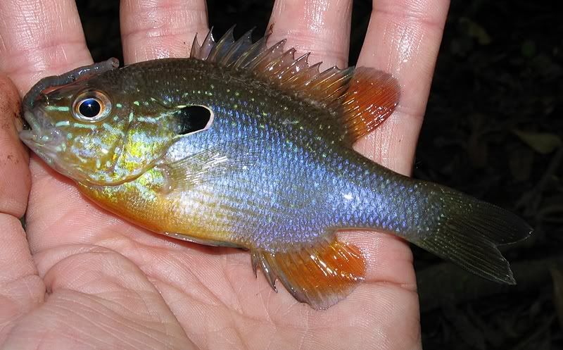 Swampland Longear Sunfish - Blackwater drainage, Baldwin County, AL