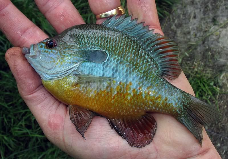Western Longear Sunfish