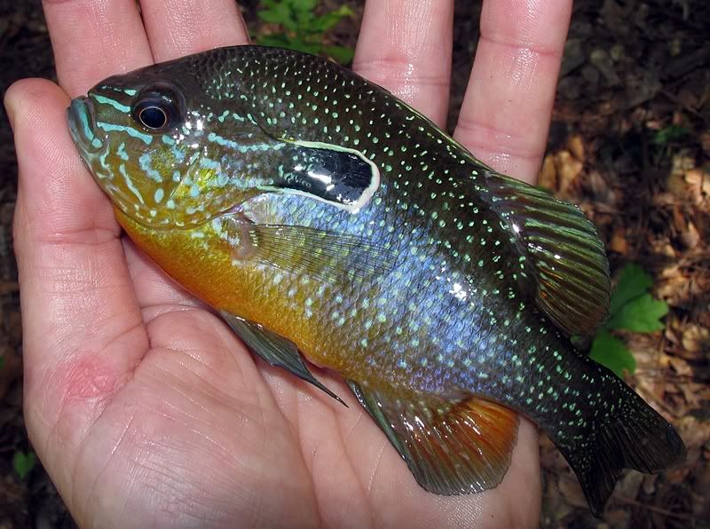 Swampland Longear Sunfish