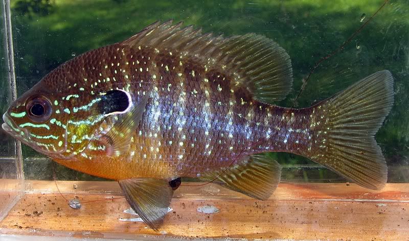 Longear Sunfish - Silver Creek . Baldwin County, AL
