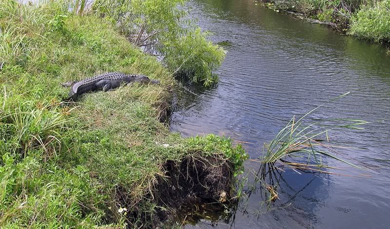 Alligator along canal