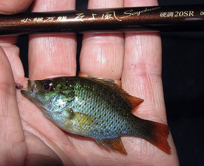 Small Spotted Sunfish