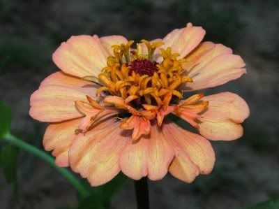 Semi-scabiosa