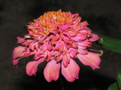 Coral Scabiosa