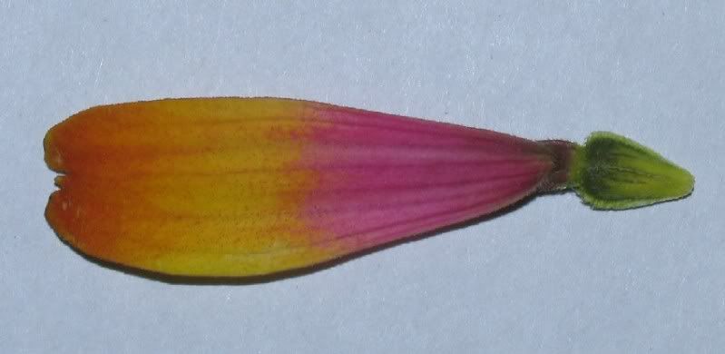 Zowie - green ray floret seed