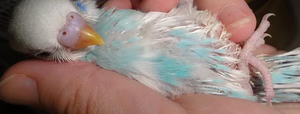 July2012Babybirdpart2003.jpg