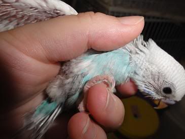 July2012Babybirdpart2004.jpg