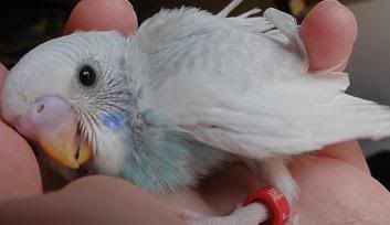 July2012Babybirdpart2010.jpg