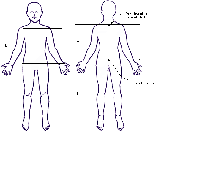 the human body diagrams