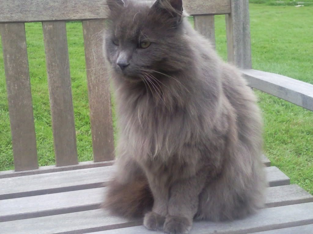 Is awesome cat Pictures, Images and Photos