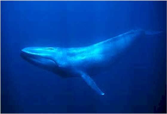 BlueWhale.jpg BLUE WHALE picture by Volcanoes9