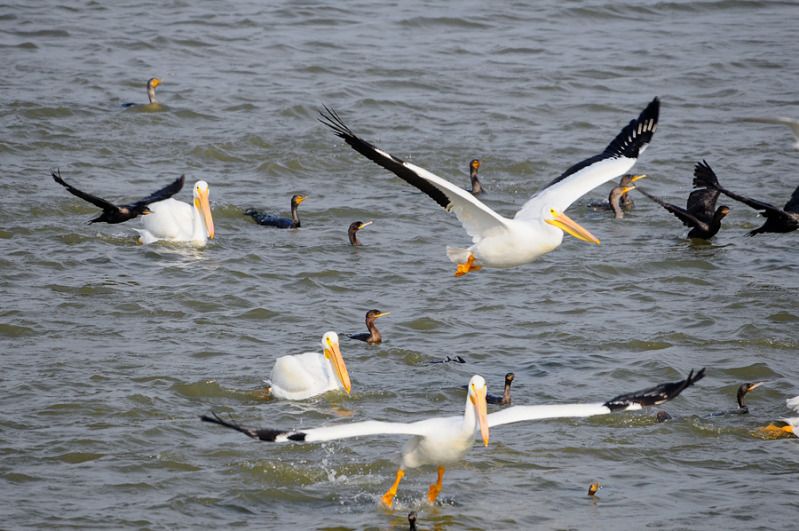 IMAGE: http://i79.photobucket.com/albums/j129/bill500_2006/Arthur%20Storey%20Park/DSC_2621_zps4c7b1a29.jpg