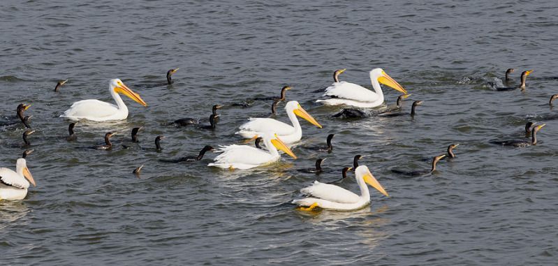 IMAGE: http://i79.photobucket.com/albums/j129/bill500_2006/Arthur%20Storey%20Park/DSC_2627_zps62dc43f1.jpg