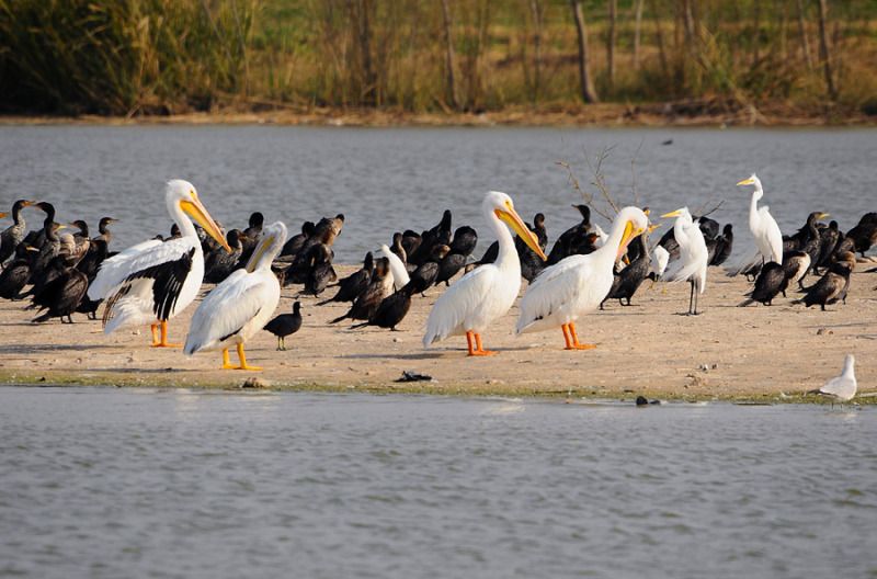 IMAGE: http://i79.photobucket.com/albums/j129/bill500_2006/Arthur%20Storey%20Park/DSC_2663_zps4af104c8.jpg