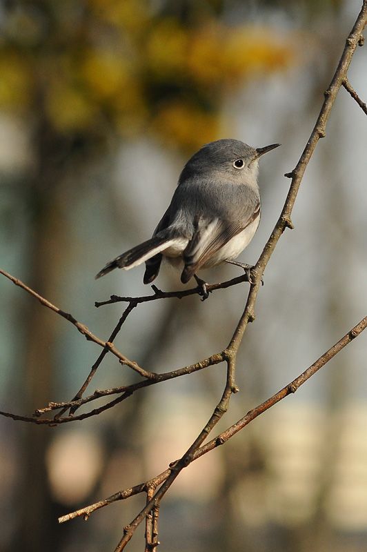 IMAGE: http://i79.photobucket.com/albums/j129/bill500_2006/Nikon/Bird%20on%20limb_zpsiwbyj1ys.jpg