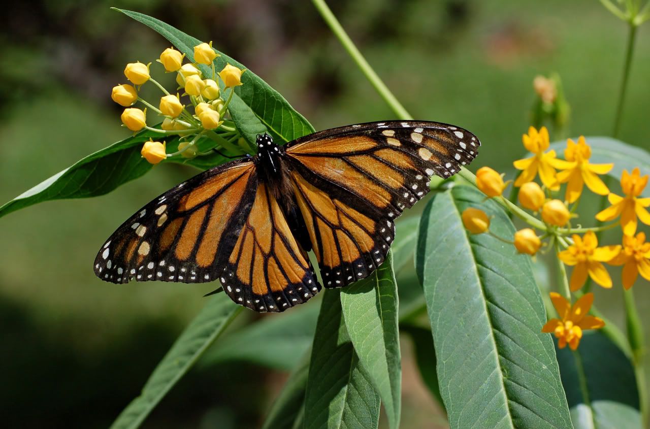 Monarch_Butterfly_Danaus_plexippus_on_Milkweed_Hybrid_2800px.jpg Pictures, Images and Photos