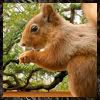 BaseAvvy Squirrel1