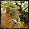 BaseAvvy Squirrel2