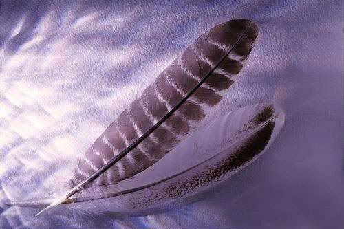 TWO FEATHERS photo: CD background feathers.jpg