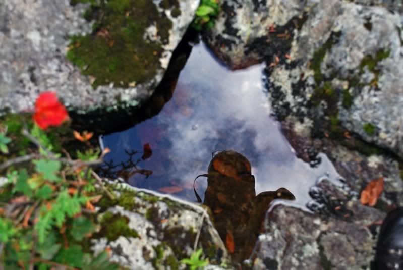 DSC_5538A.jpg