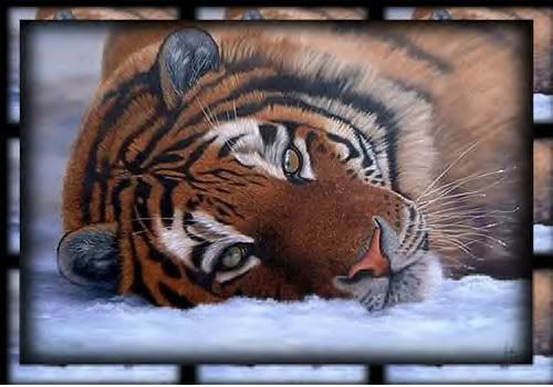 Tiger Pictures, Images and Photos