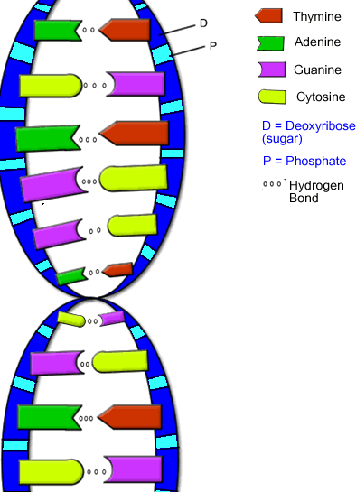 2012 год → Активация ДНК