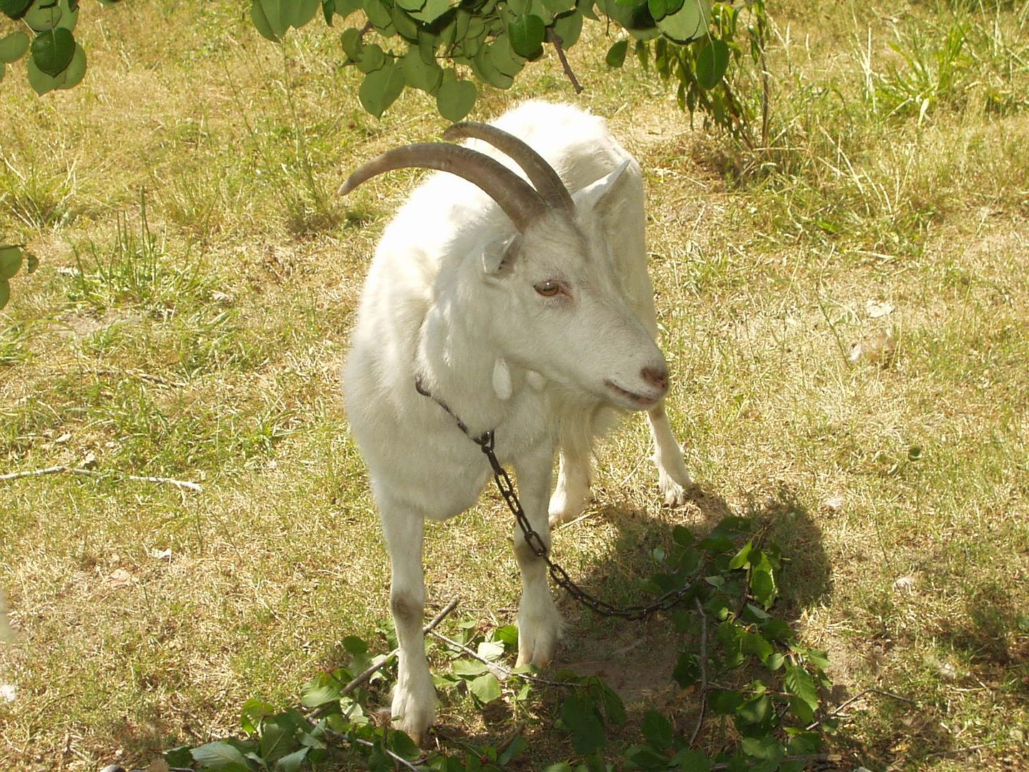 Obrazek
