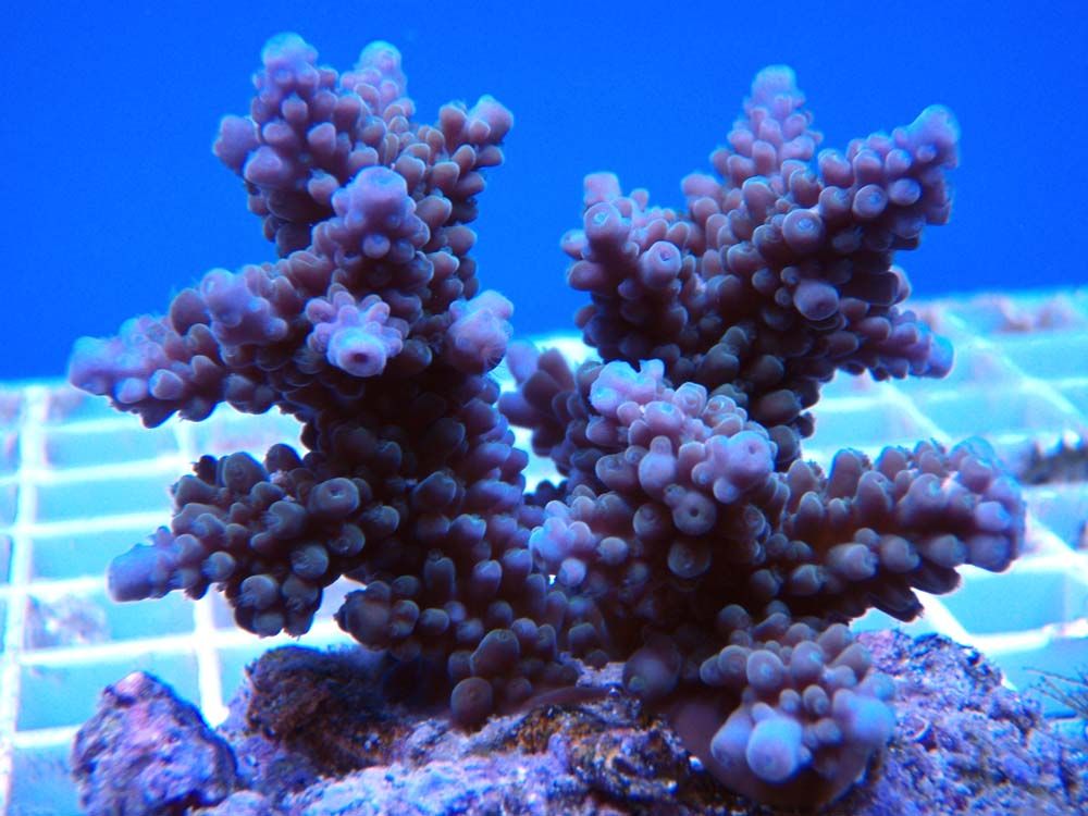 Acro_zps5b44c0b9.jpg