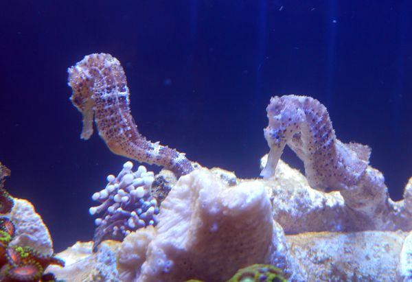 brazilianseahorses_zps9d747e57.jpg