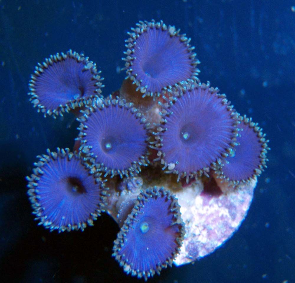 purpledeath-1_zps03400e0b.jpg