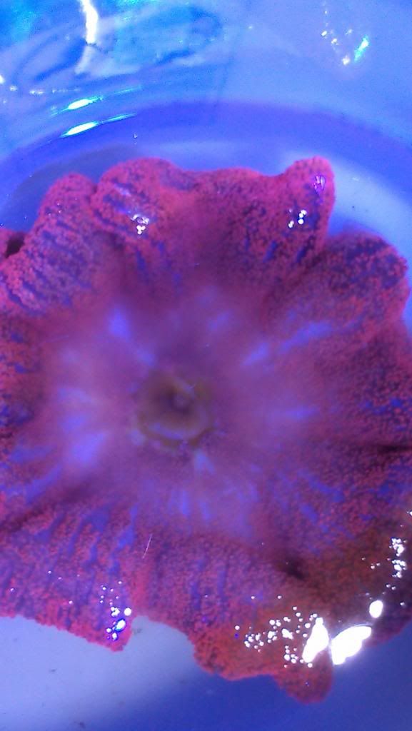 redhaddoni_zps89e1033c.jpg