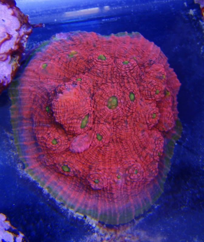 watermelonchalice.jpg