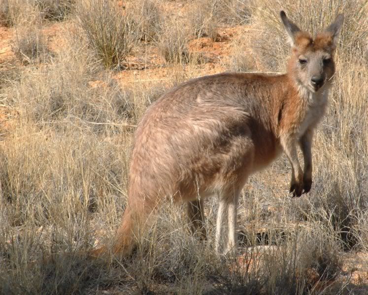 747px-Macropus_robustus2.jpg