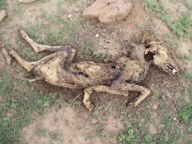 coyote carcass