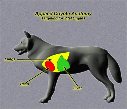 anatomy_coyote_side_I.jpg