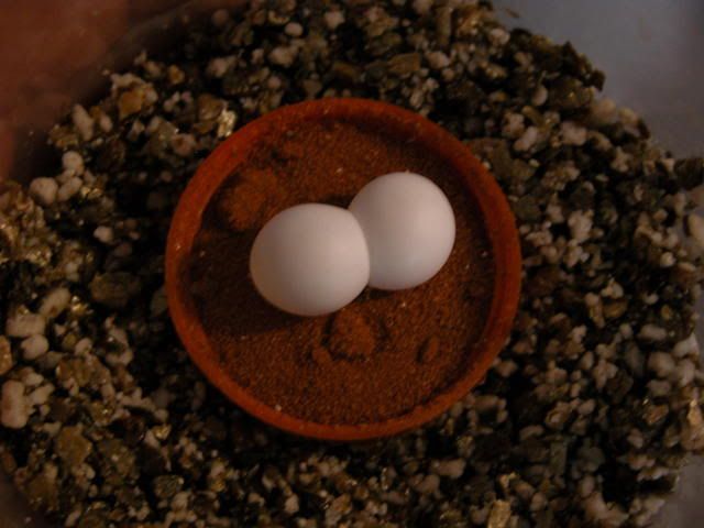 DSCN2198.jpg
