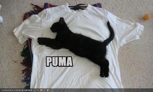 funny-pictures-cat-makes-a-puma-log.jpg