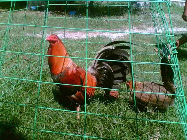 Nene+Abello+Game+Farm Nene Abello Game Farm http://www.sabong.com.ph/forum/showthread.php?t ...