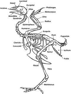 chicken skeletal anatomy