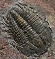 trilobite-fossil-422863-ga.jpg