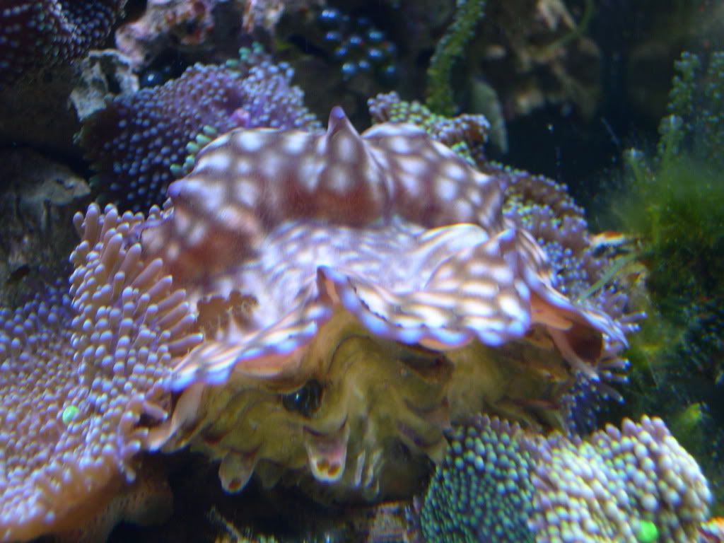 Clams for sale....Clam pack will ship. REEF2REEF Saltwater and Reef