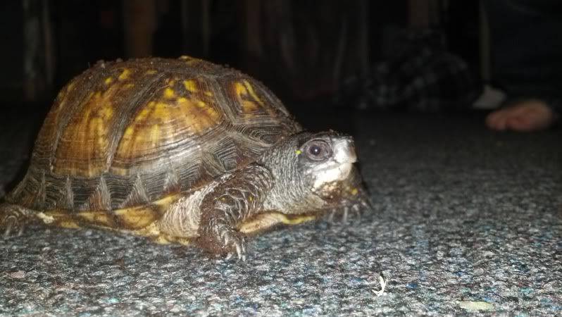 4 Box Turtle Ids From Northern Kentucky Turtle