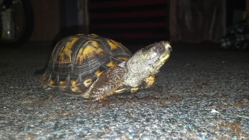 4 Box Turtle Ids From Northern Kentucky Turtle