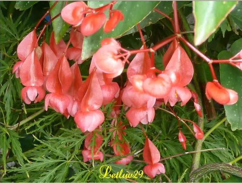 Hoa đẹp không tên !