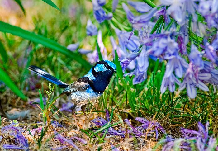 Chim Sâu hay chim Hút mật ? :)