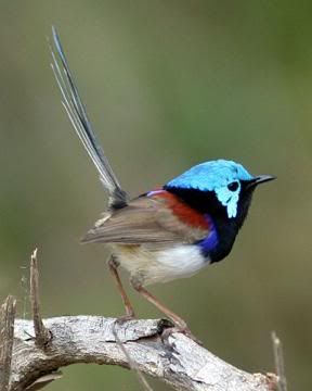 SuperbFairywren11.jpg